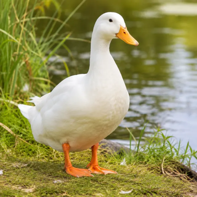 White domestic duck beside a pond for the bilingual Duck and हाँस lesson