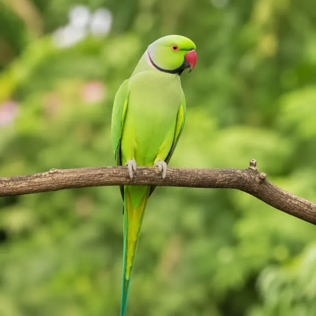 Green rose-ringed parakeet with a curved red bill for the bilingual Parrot and सुगा lesson