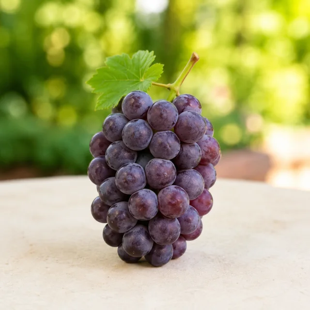 Bunch of ripe purple grapes with a green leaf for the bilingual Grapes and अङ्गुर lesson
