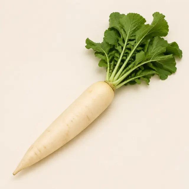 Whole white radish with green leaves for the bilingual Radish and मूला lesson